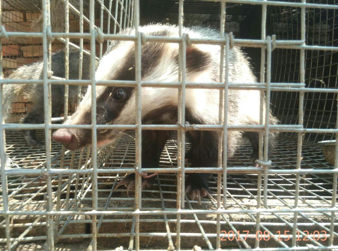 今天上海动物园乡土区的狗獾出来营业了！__财经头条